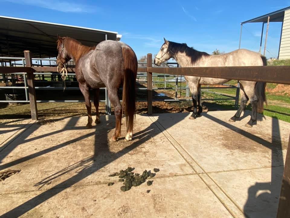 Long Shot Ranch | Wheatland CA