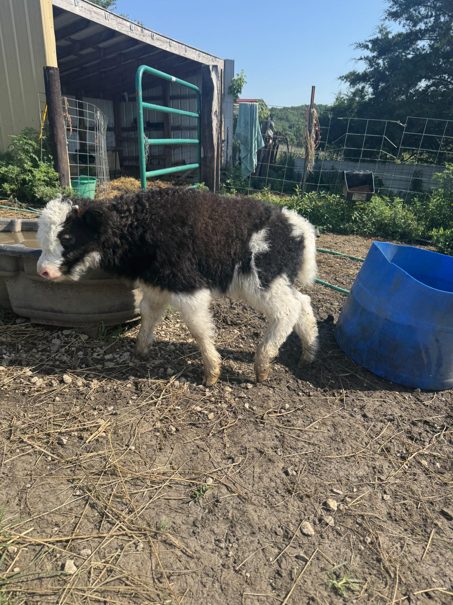 Our newest addition to Rooster Ranch.... - Rooster Ranch LLC | Facebook