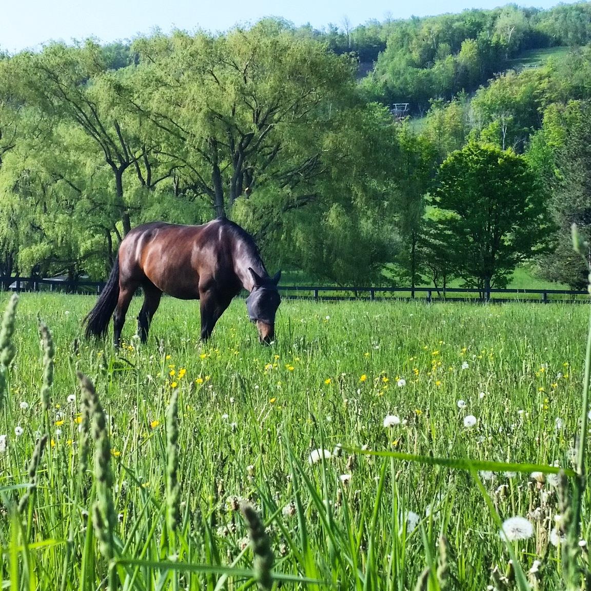 Justin Ridgewell Dressage | Collingwood ON