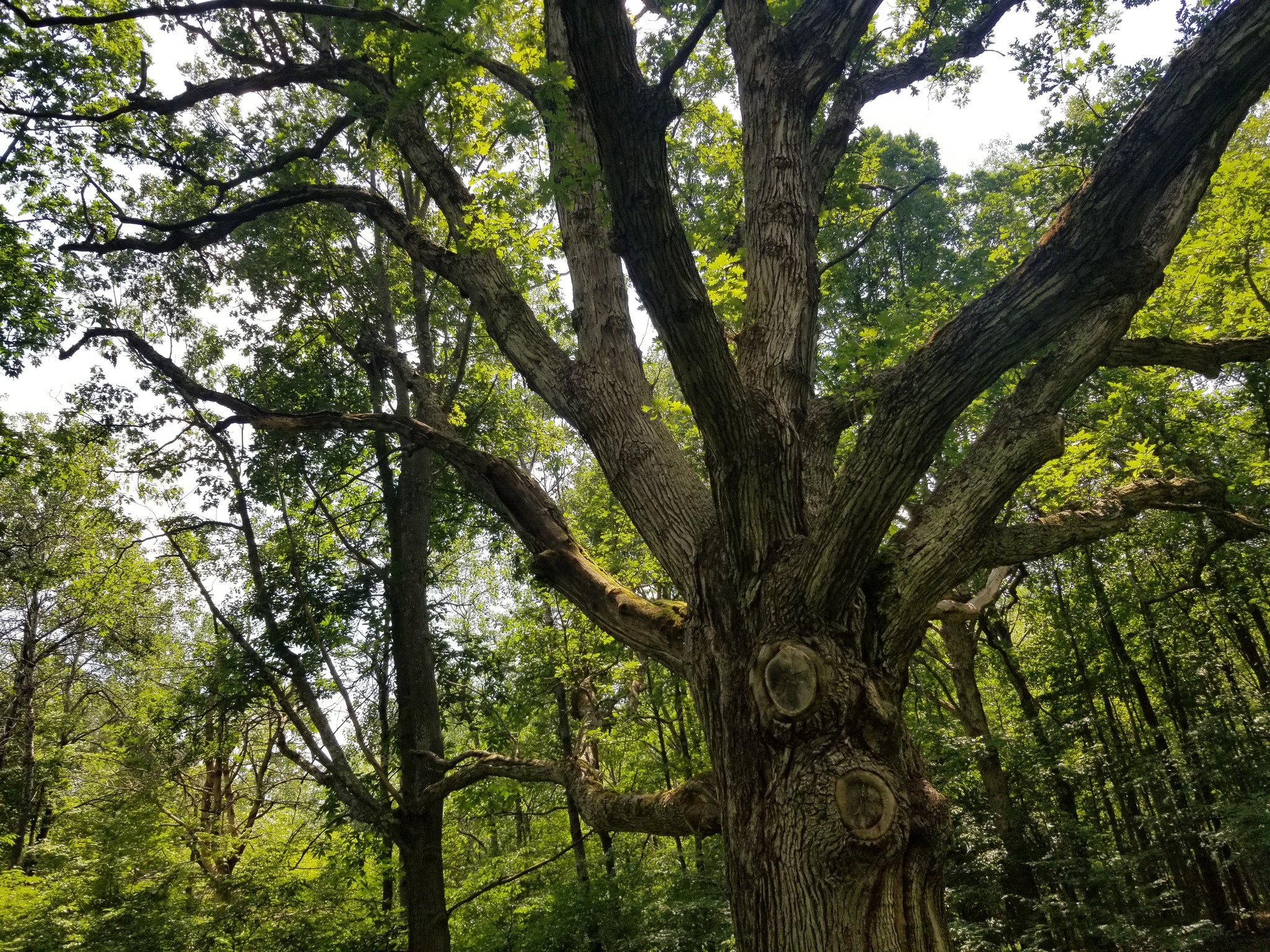 G's Trees & Landscaping, LLC. | Harpursville NY