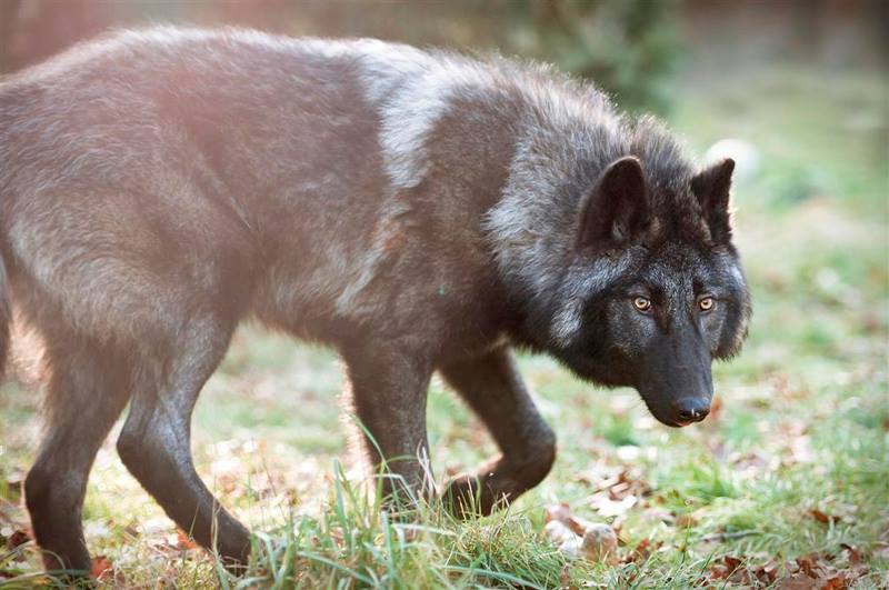 Gray Wolves: A Predator Misunderstood