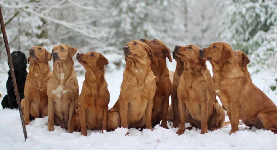 Tricymoedd Labradors