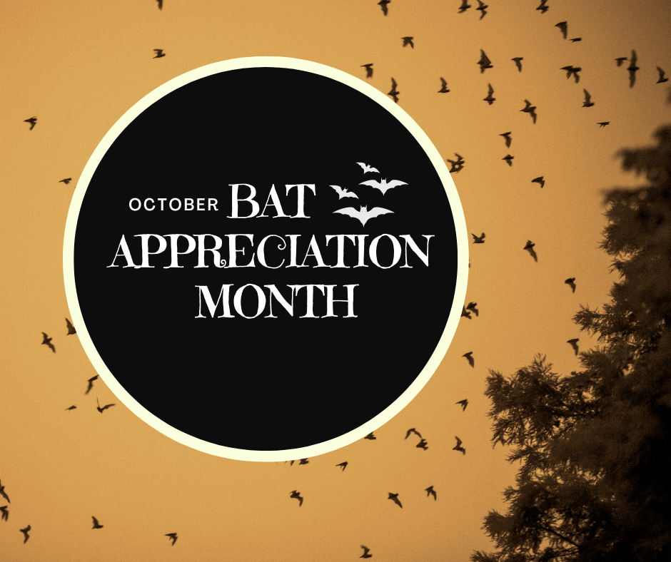 Sholom Park - October is Bat Appreciation Month... | Facebook
