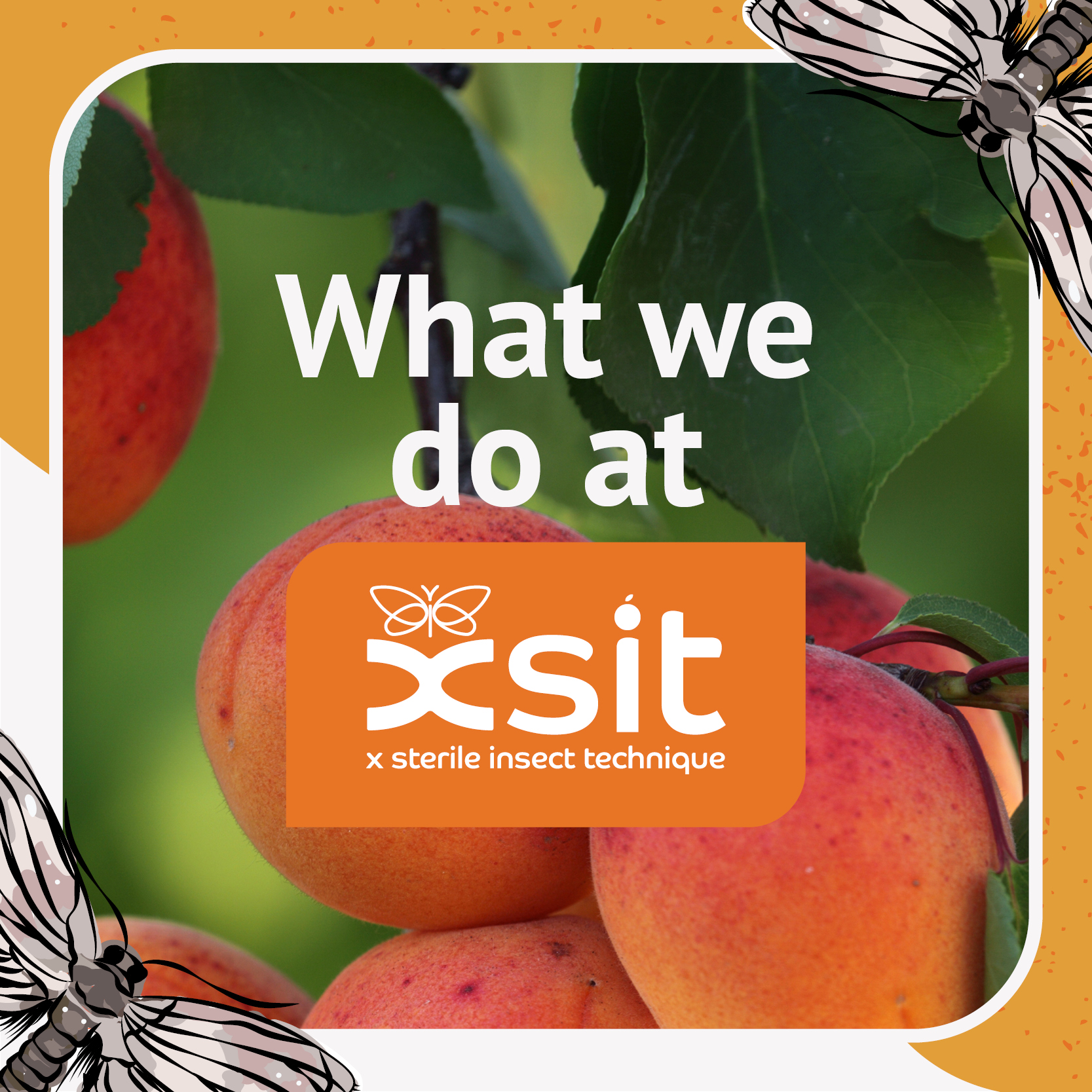 XSIT | Citrusdal