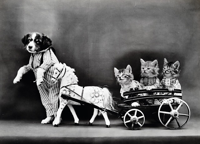 Chats Et Chiens Droles Community Facebook