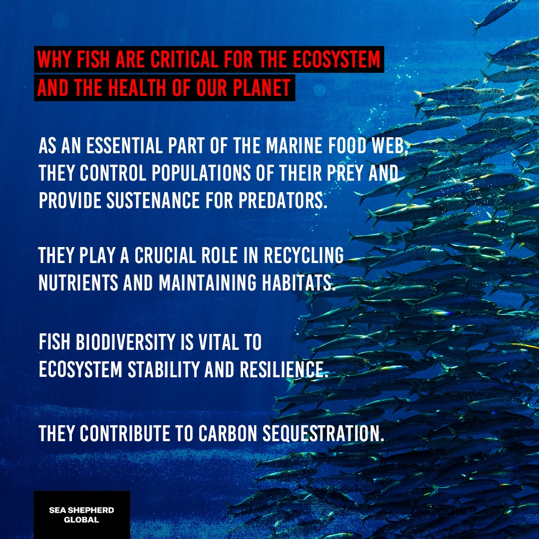 Sea Shepherd - Did you know that over 2.7 trillion wild... | Facebook