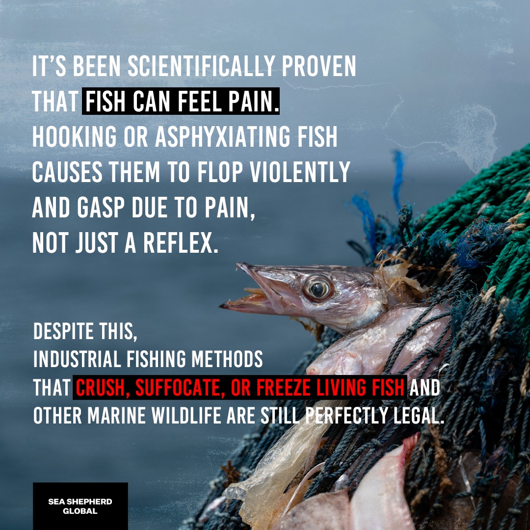 Sea Shepherd - Did you know that over 2.7 trillion wild... | Facebook