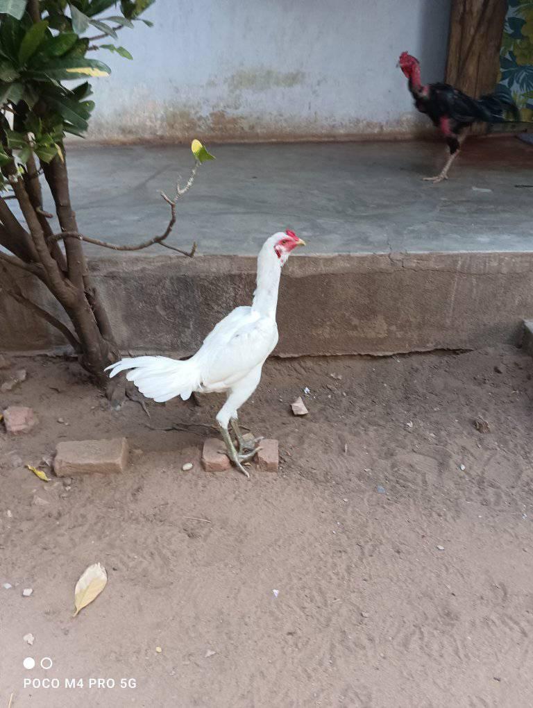 The komanga farm