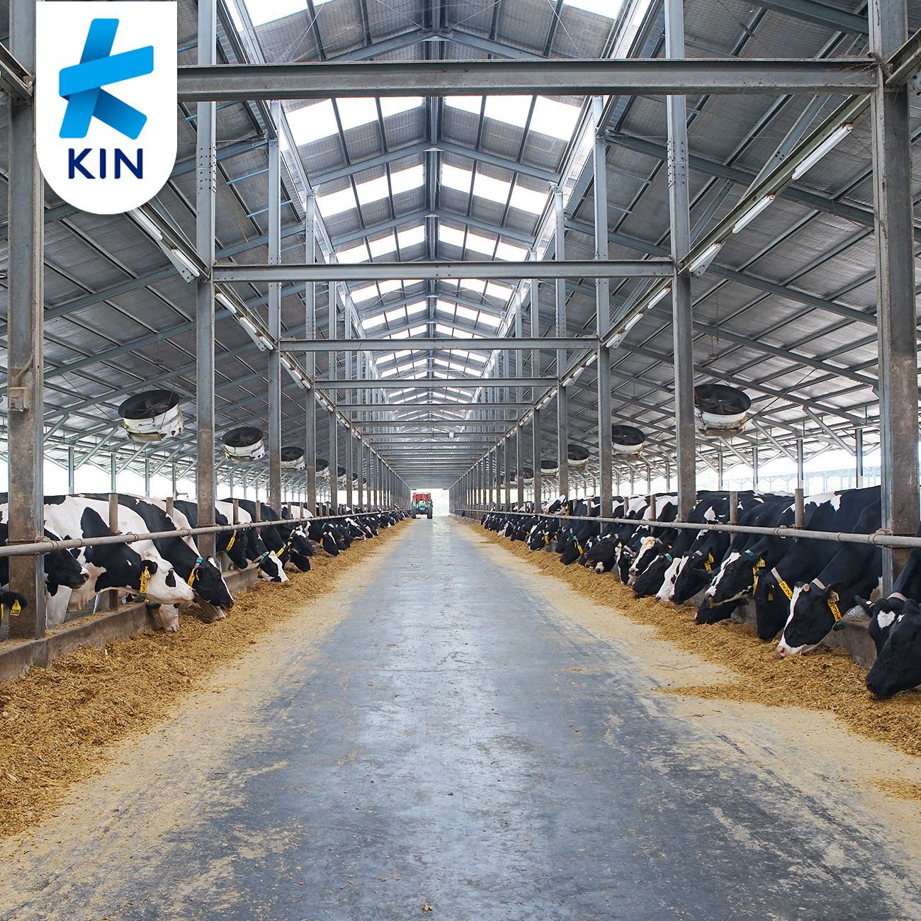 KIN Dairy - Peternakan KIN memelihara sapi dengan seksama.... | Facebook