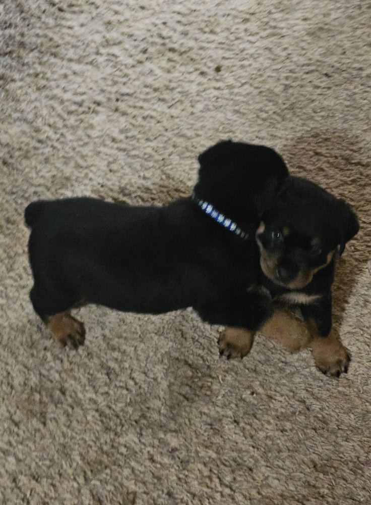 Marshall's Rottweilers of Southeast Missouri