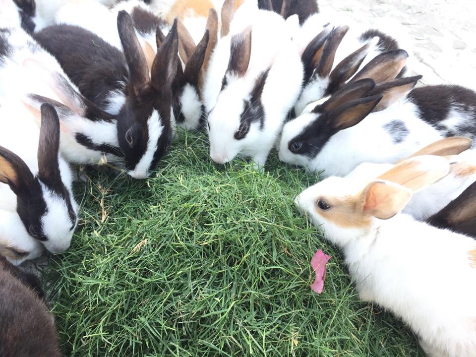 Rabit Farm