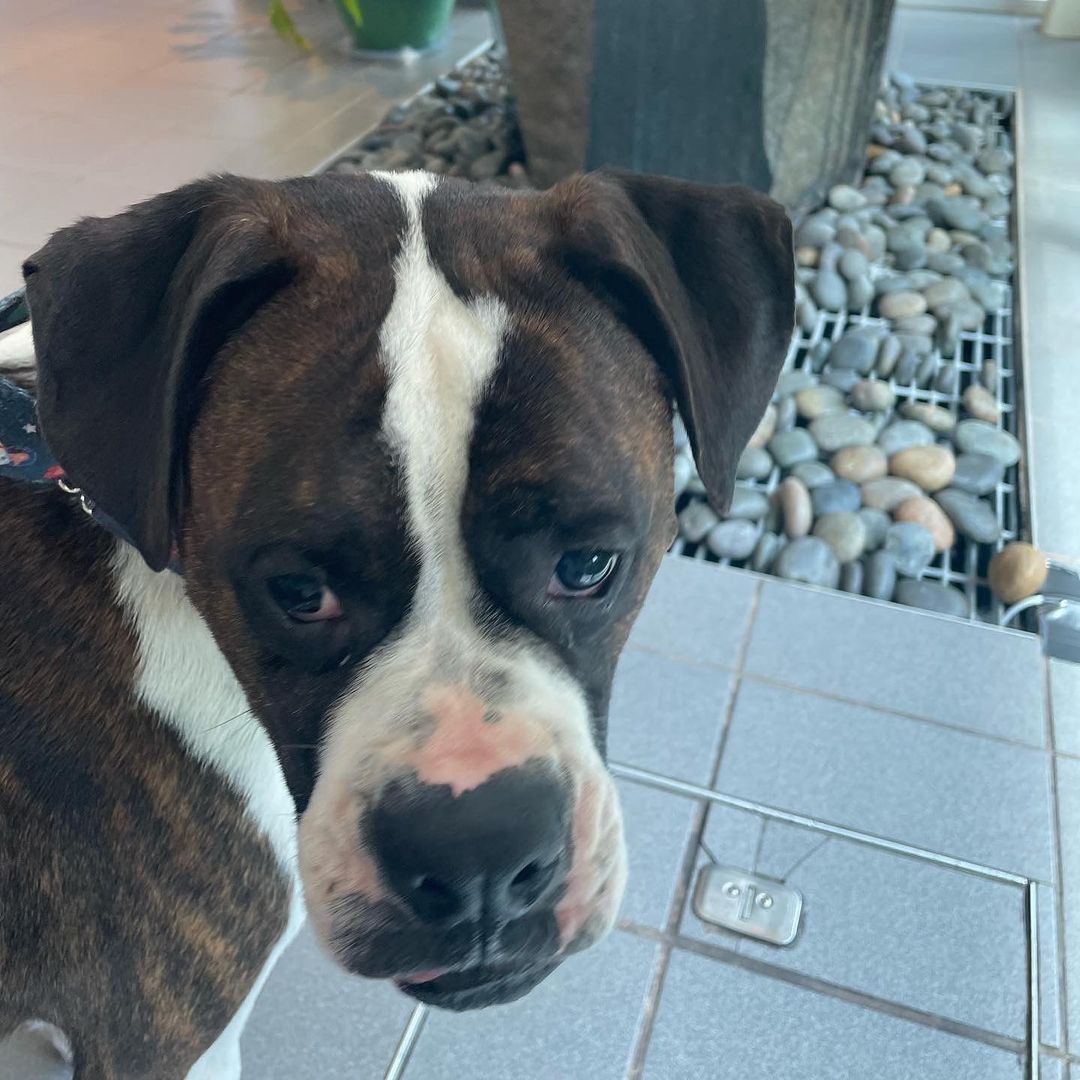 ** Bronson Update ** Bronson... - Blue Ridge Boxer Rescue | Facebook
