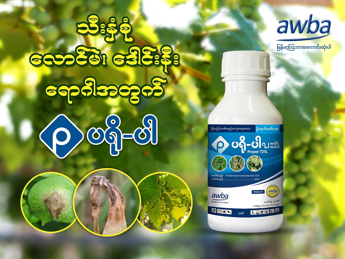 Myanma Awba - သီးနှံစုံ လောင်မဲ၊ ဒေါင်းနီးရောဂါအတွက် ပရိုပါ 🍅🥔🍉 🔊 တောင ...