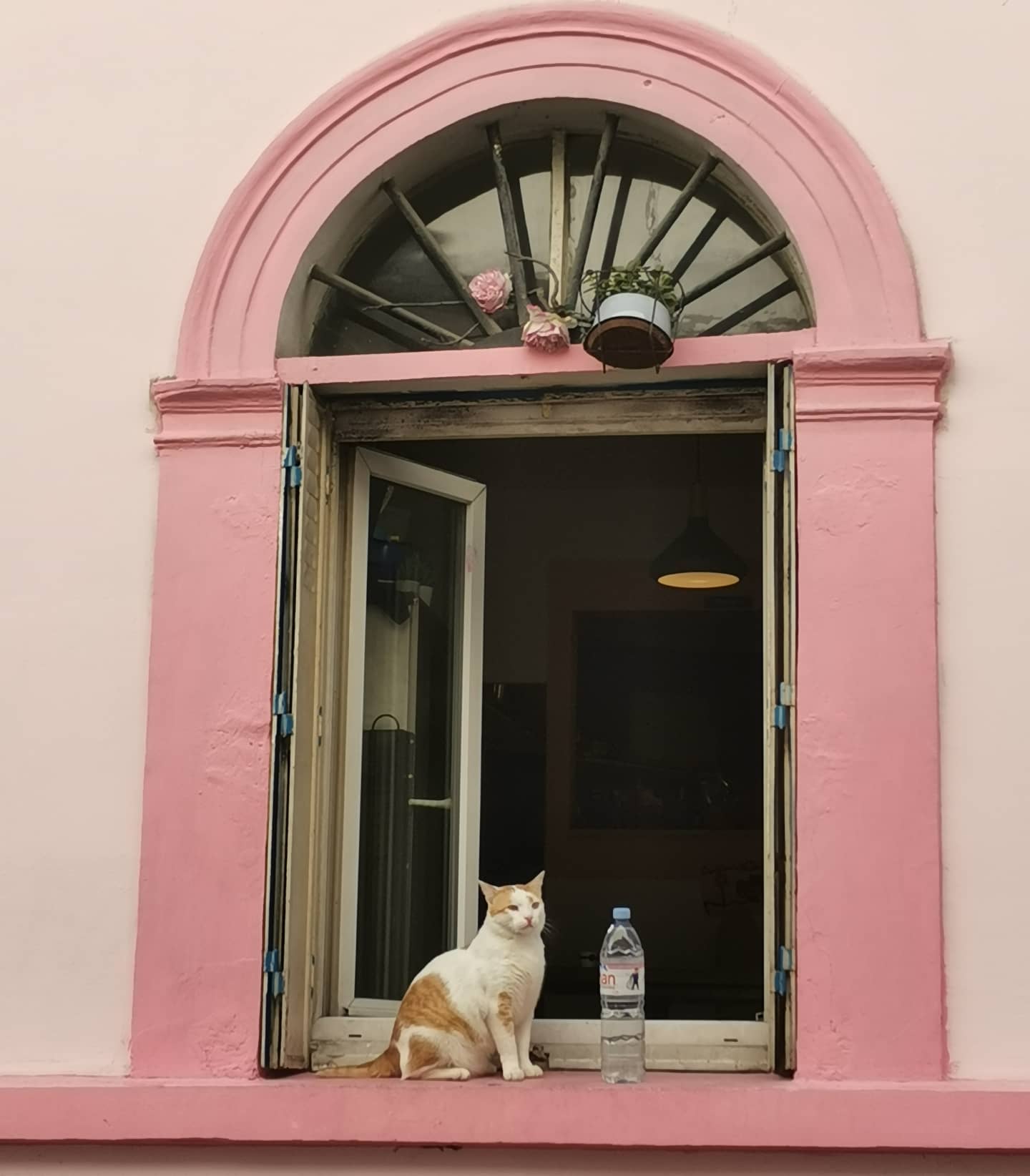🇨🇵 Chat qui pose rue Germain Pilon à... - Montmartre Visites | Facebook
