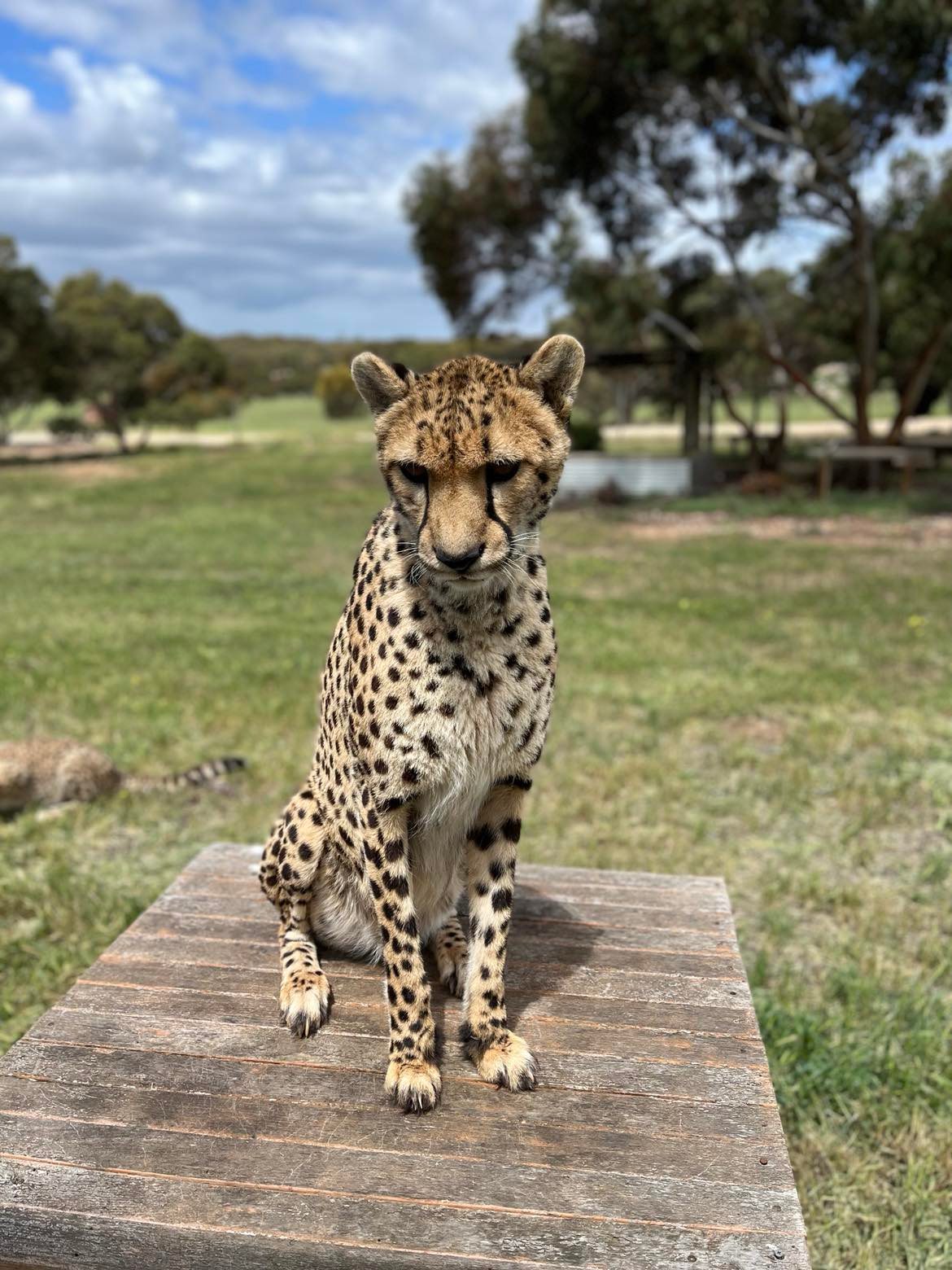 Monarto Safari Park - Hello Kesho! 🥰 Monarto Safari Park is home to 10 ...