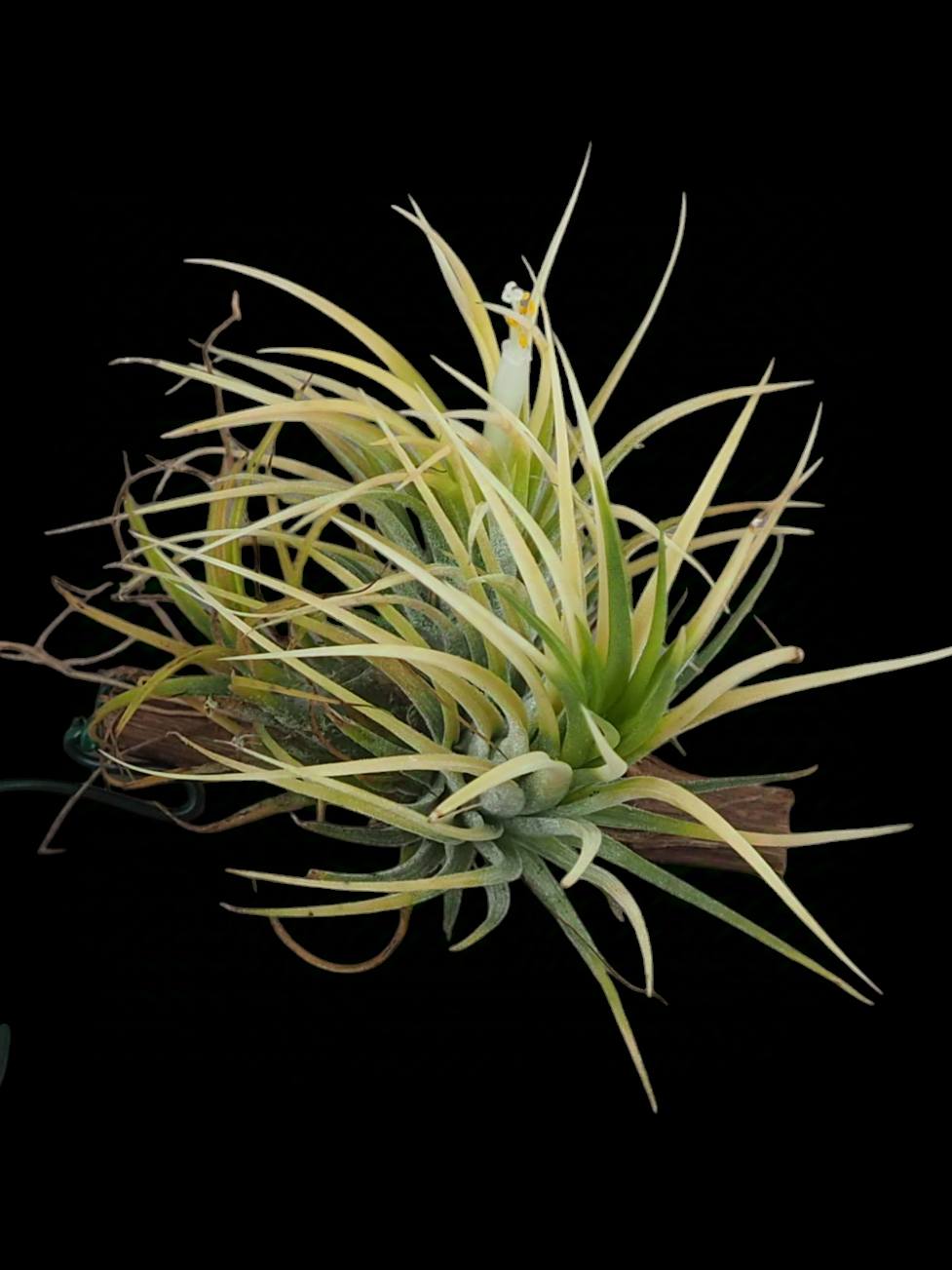 Tillandsia 'Hedgehog' cv.of ionantha