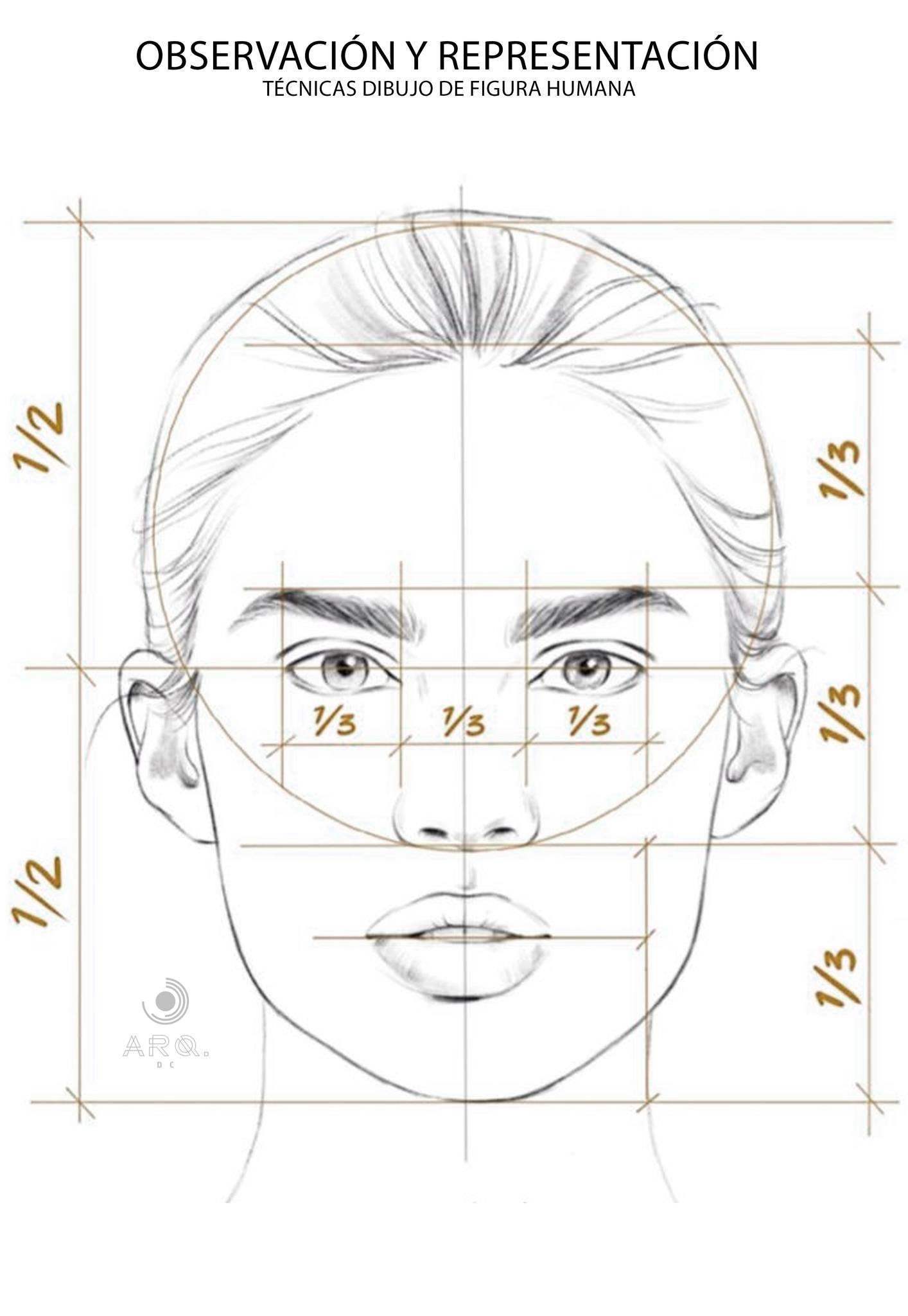 Diagrama De Rosto Humano Canon Del Rostro Y Figura Humana | PDF