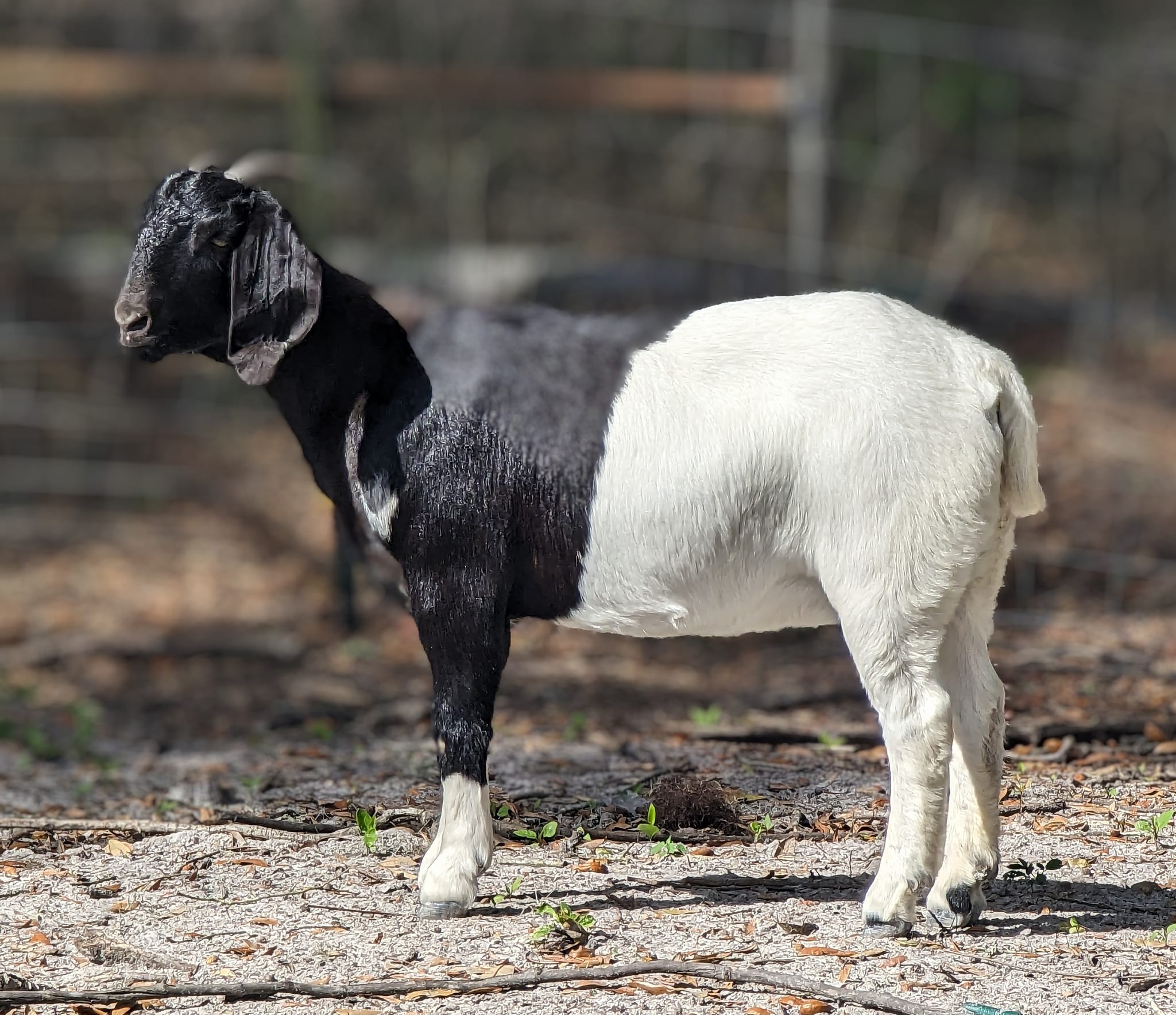 Sandy Ridge Farm | Waynesville GA
