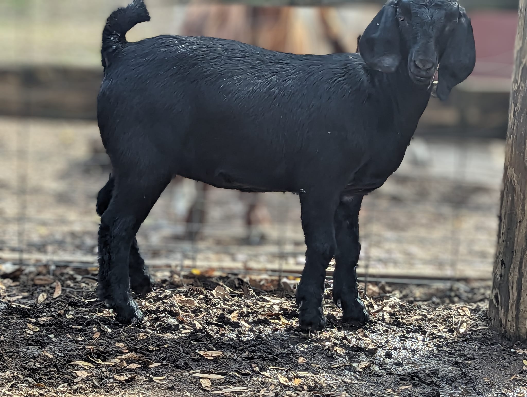 Sandy Ridge Farm | Waynesville GA