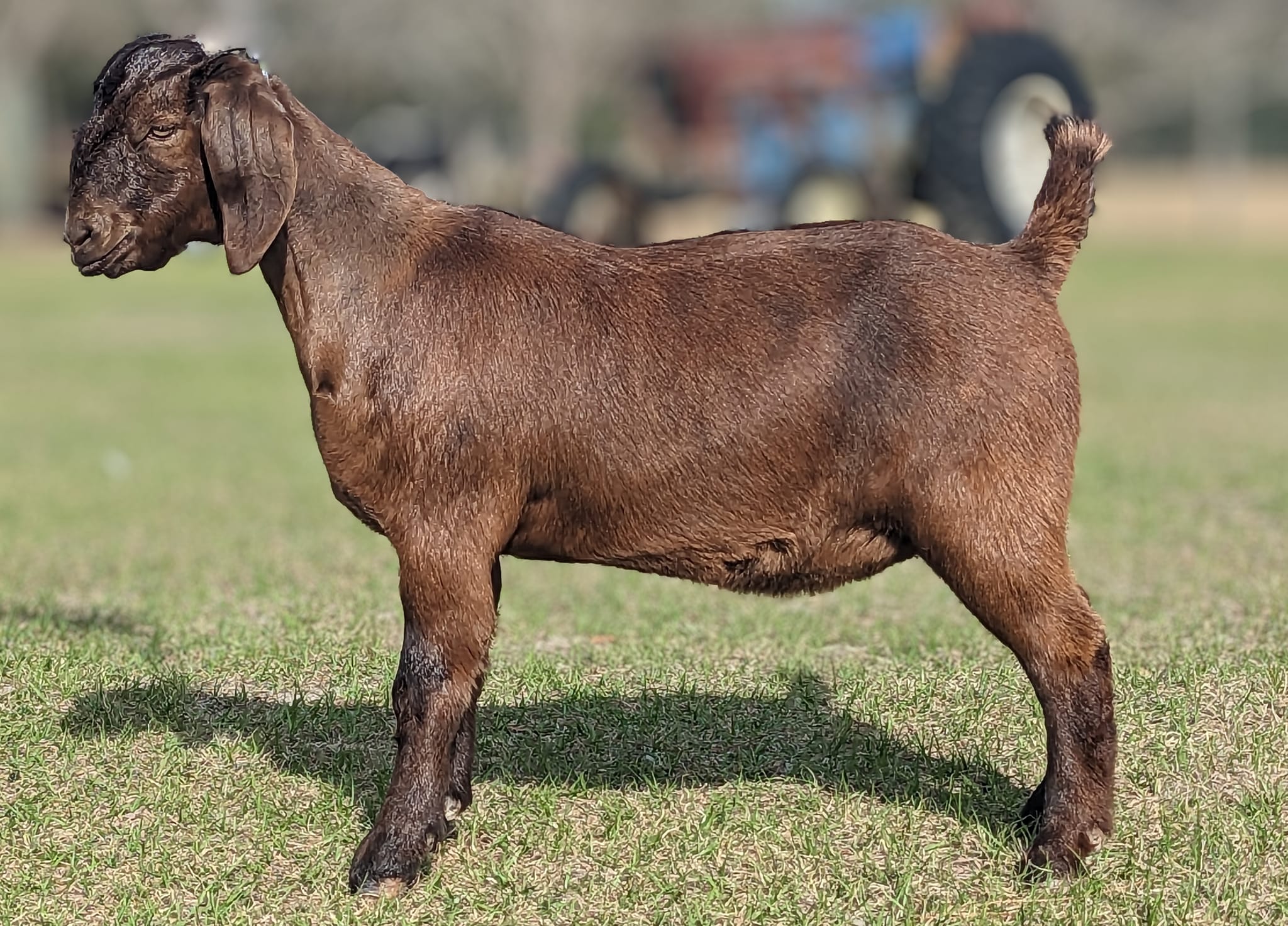 Sandy Ridge Farm | Waynesville GA
