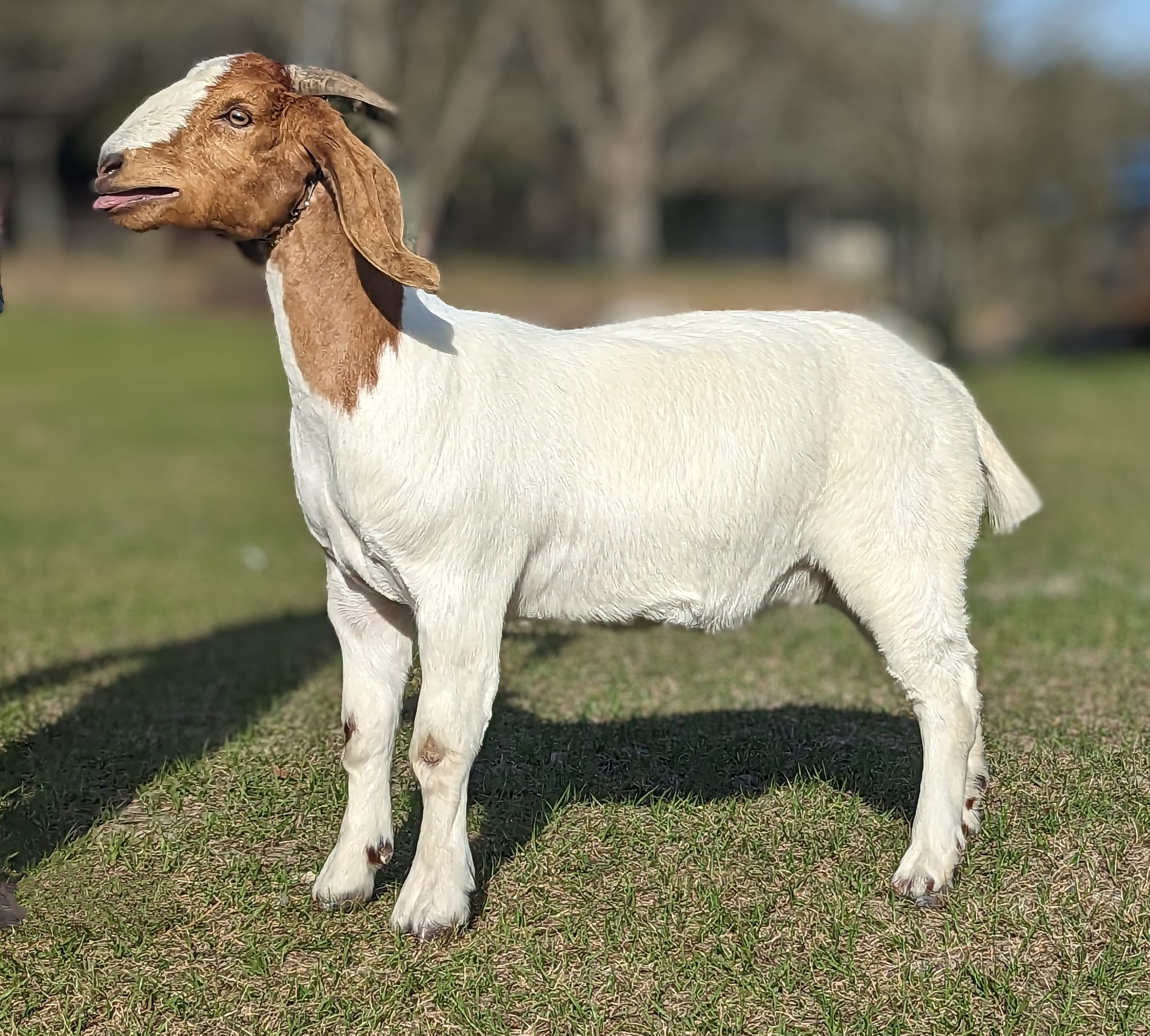 Sandy Ridge Farm | Waynesville GA