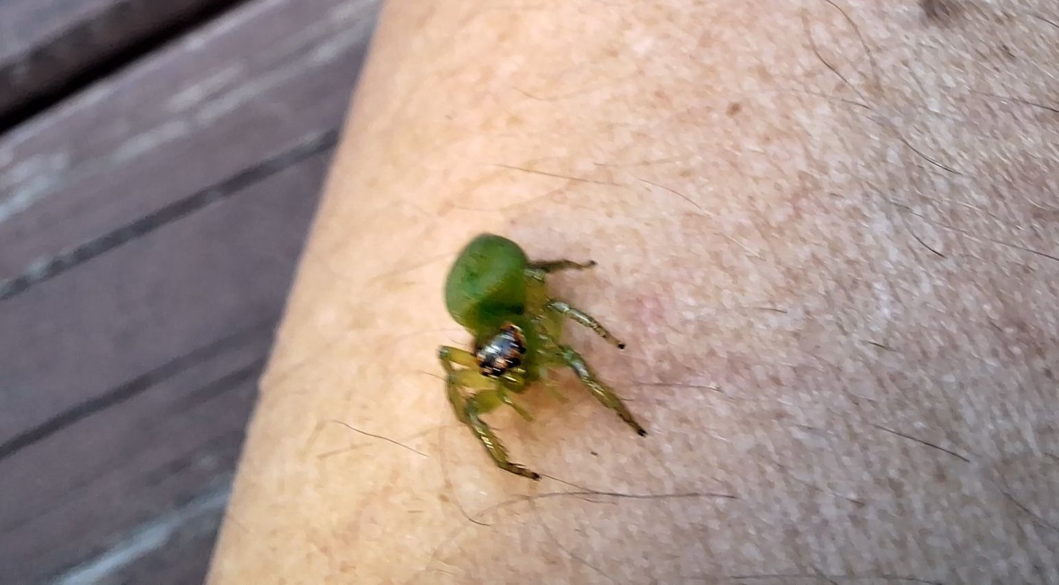 Southern African Butterflies, Bugs, Bees and other small things | Any ...