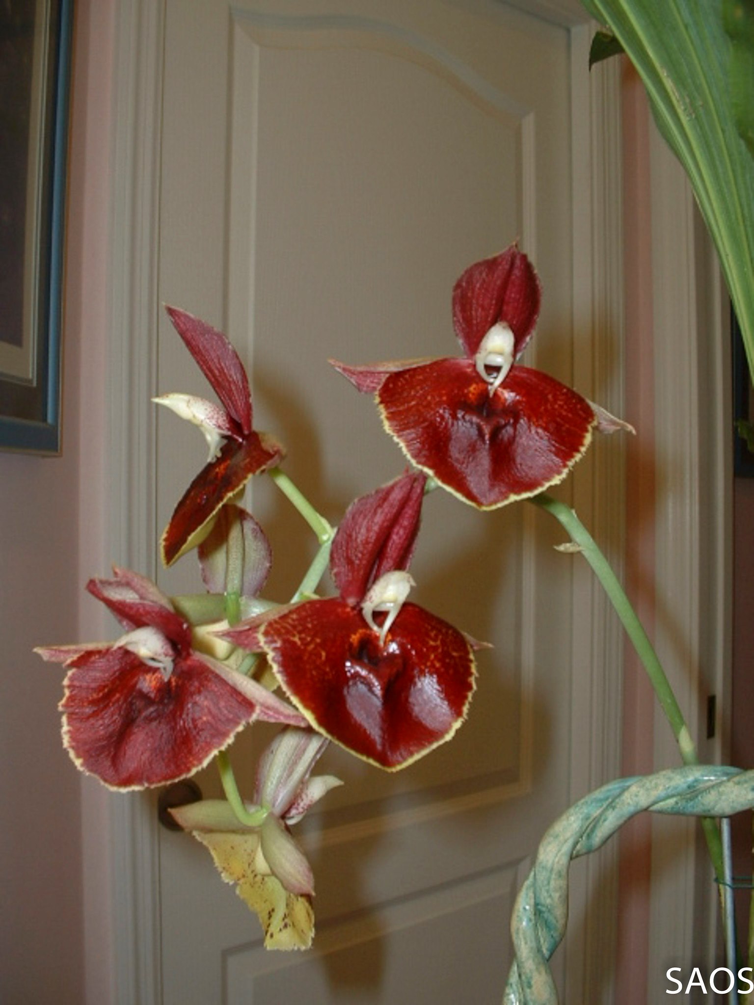 Catasetum Orchidglade 'Jack of Diamond' Big flowers, smells of