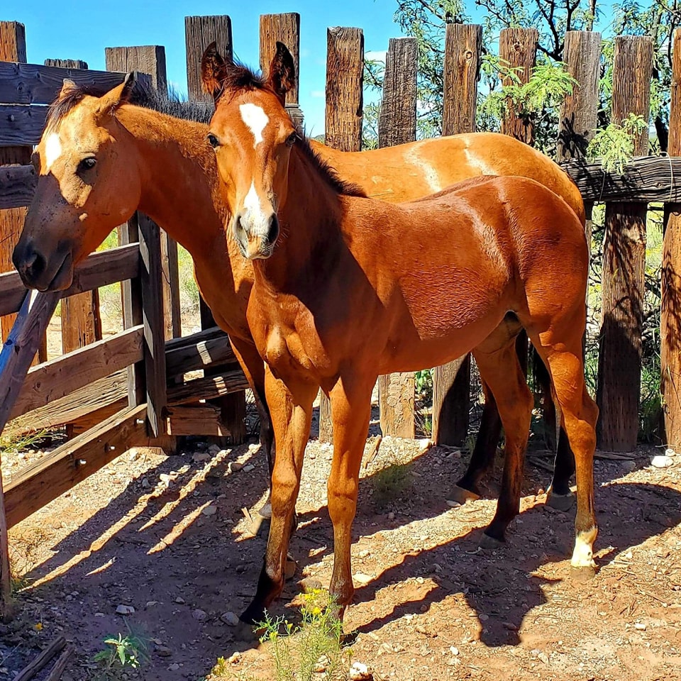 Boss Ranch Quarter Horses | Douglas AZ