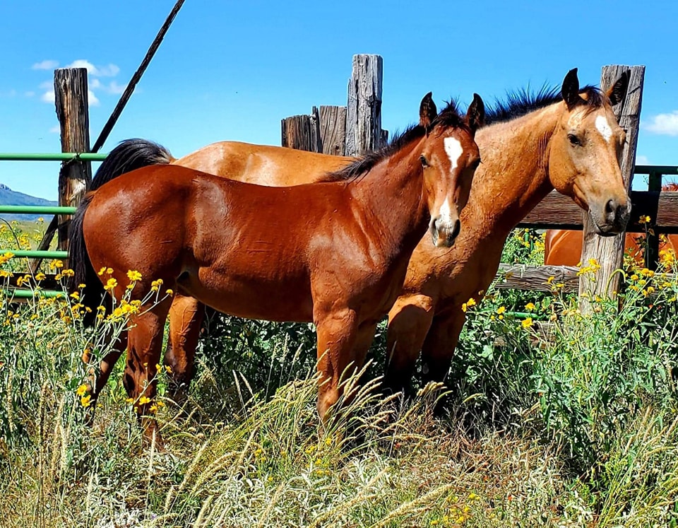 Boss Ranch Quarter Horses | Douglas AZ
