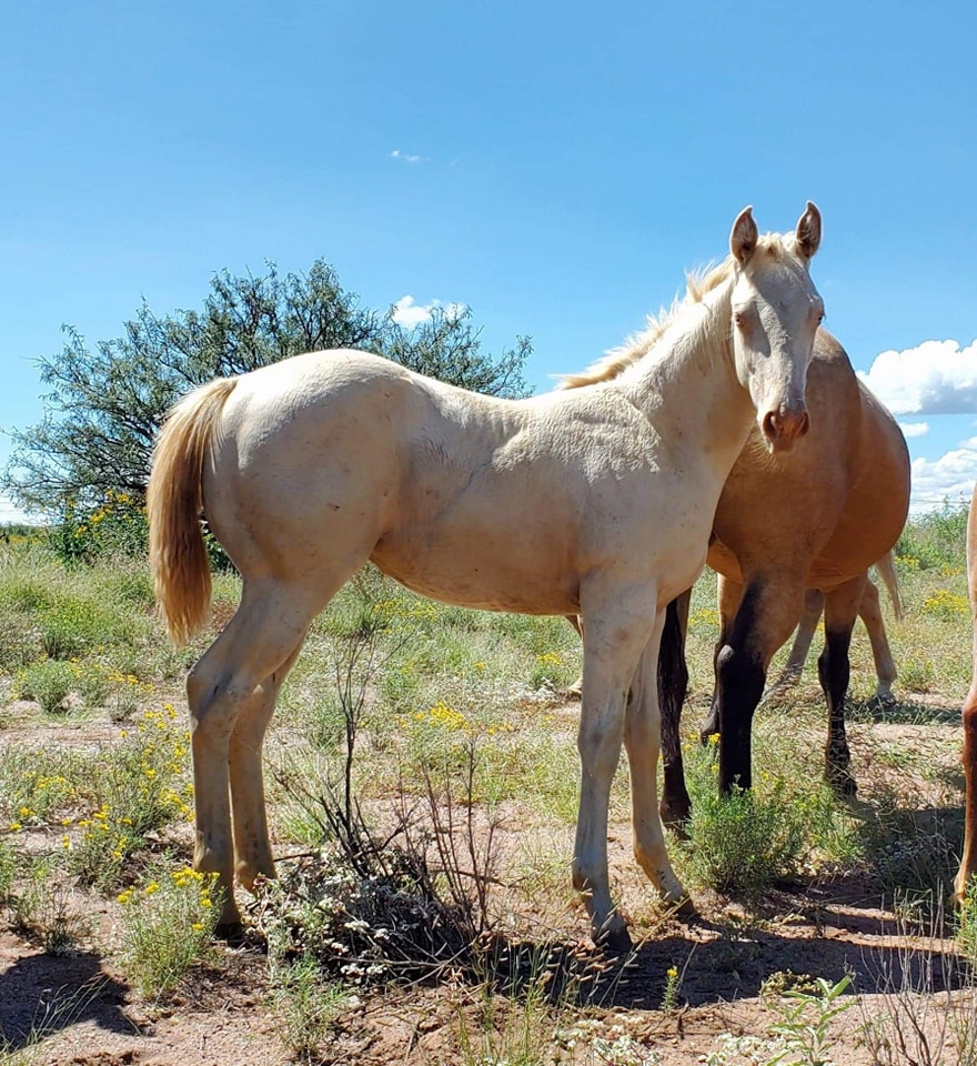Boss Ranch Quarter Horses | Douglas AZ