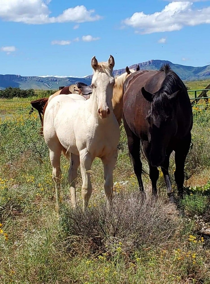 Boss Ranch Quarter Horses | Douglas AZ