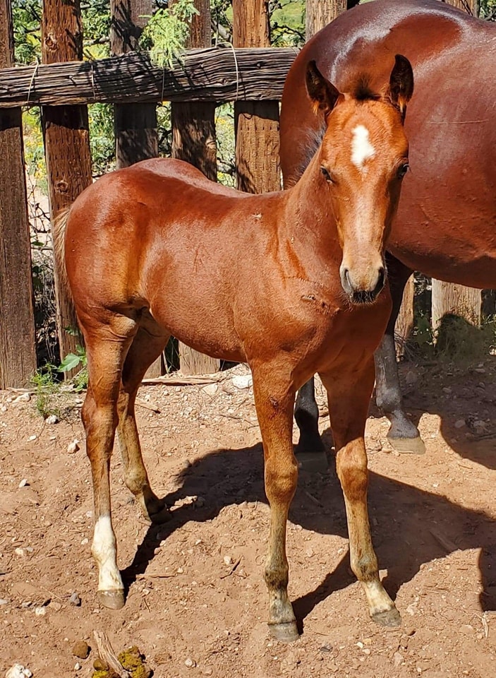 Boss Ranch Quarter Horses | Douglas AZ