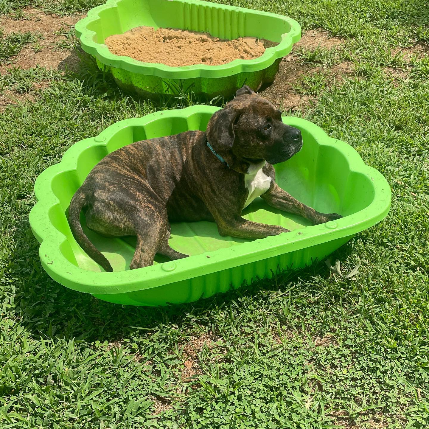 Hi! Brandy here… 👋🏻 I am about 5... - Blue Ridge Boxer Rescue