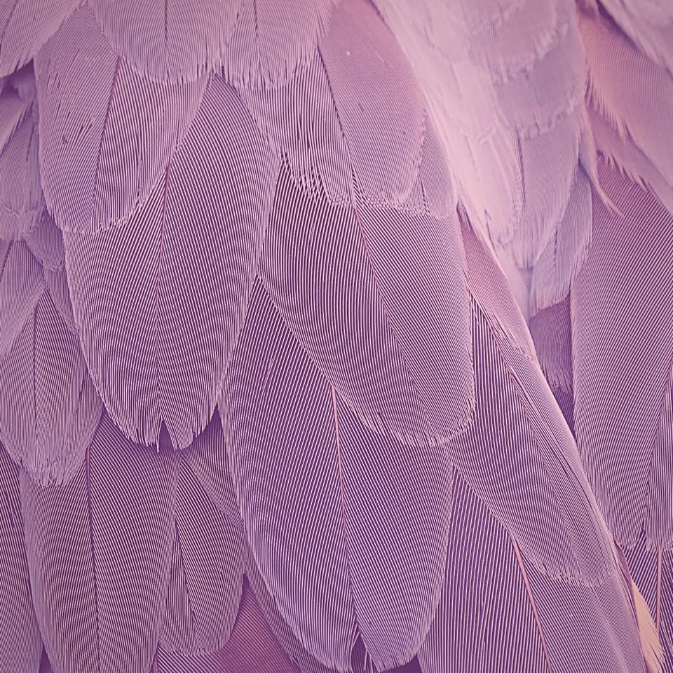 Feathers Hairstyling Salon | Maple Ridge BC