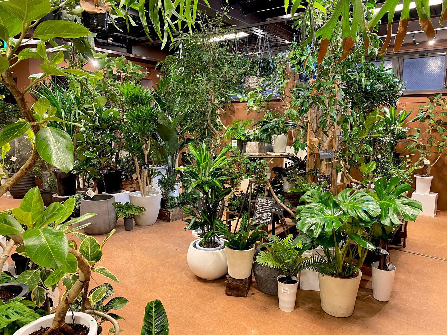 観葉植物専門店 ワールドガーデン Edogawa Ku Tokyo