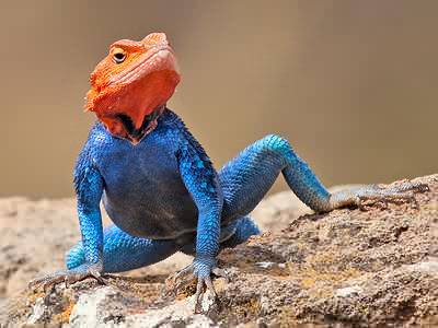 SuperZilla