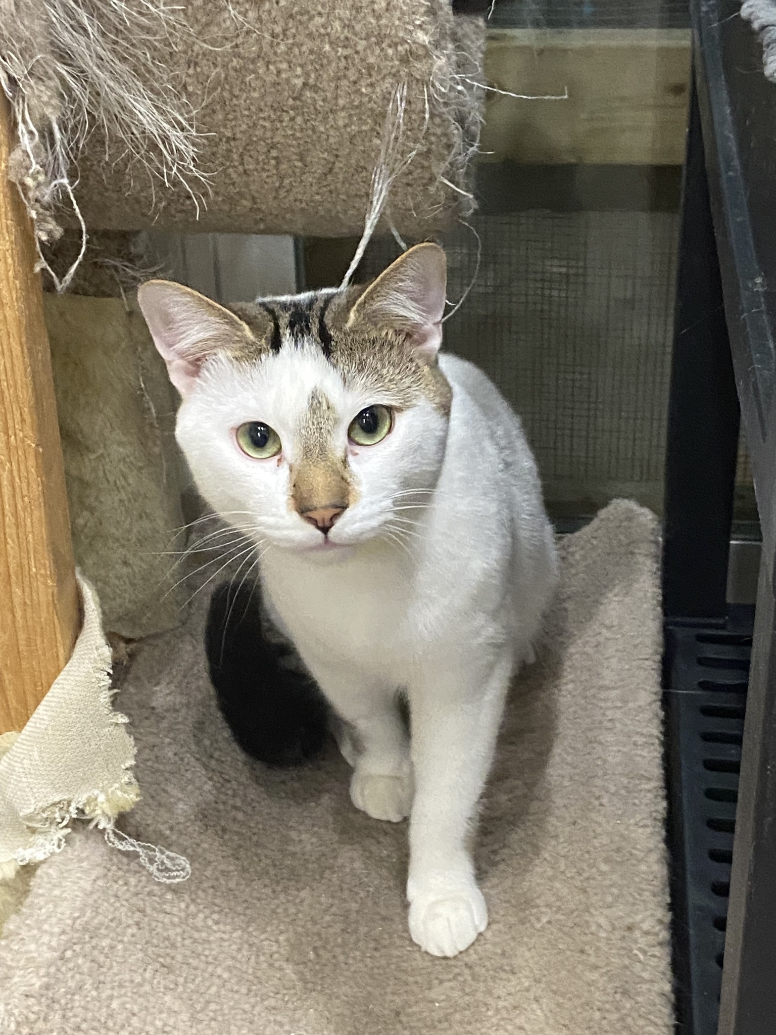 Please SHARE to Help Sydney... - North Toronto Cat Rescue | Facebook