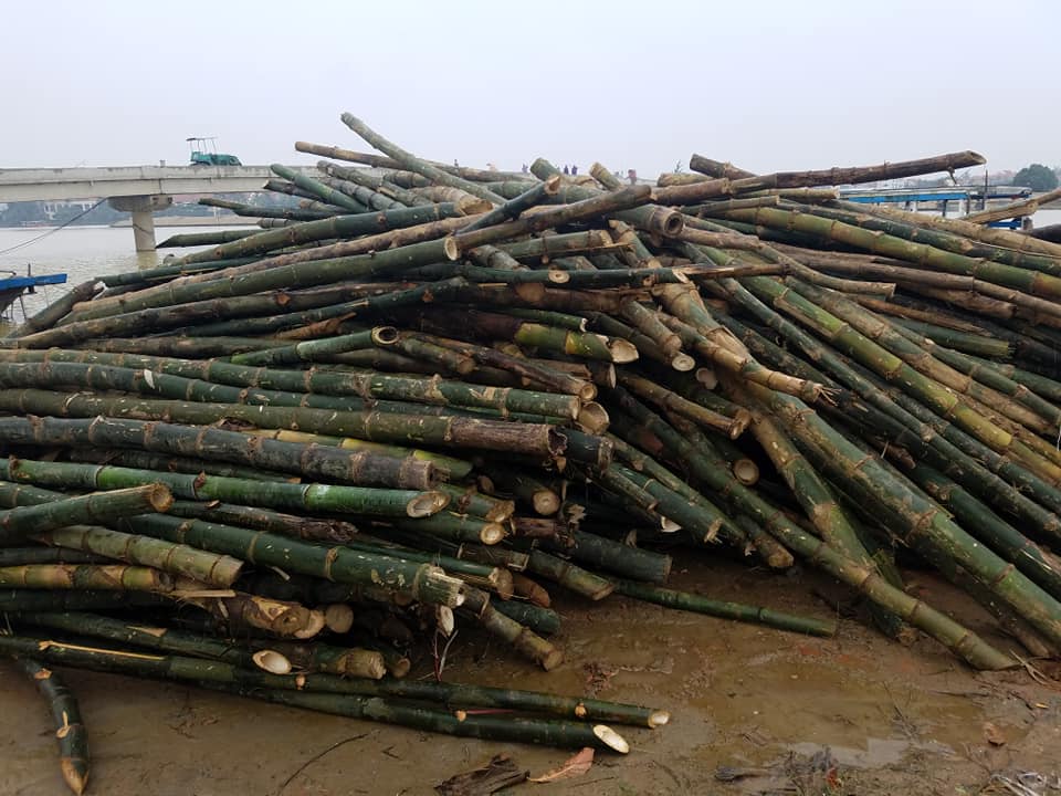 Cọc tre xây dựng | Quang Nam