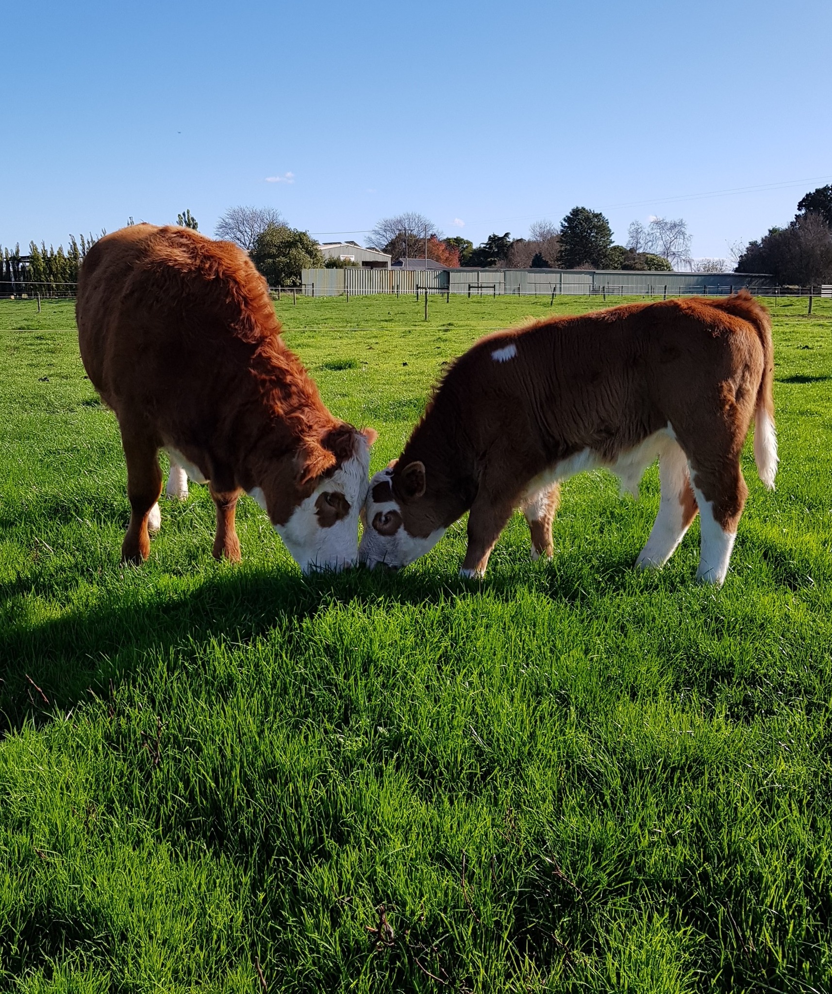 Kandina Simmental Beef Stud | Trafalgar VIC