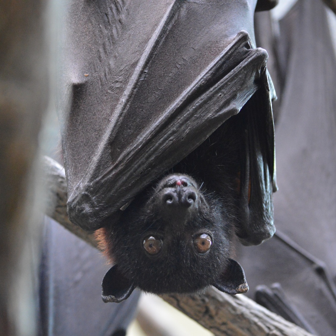 National Aviary - 🦇 We're all a-bat National Bat...
