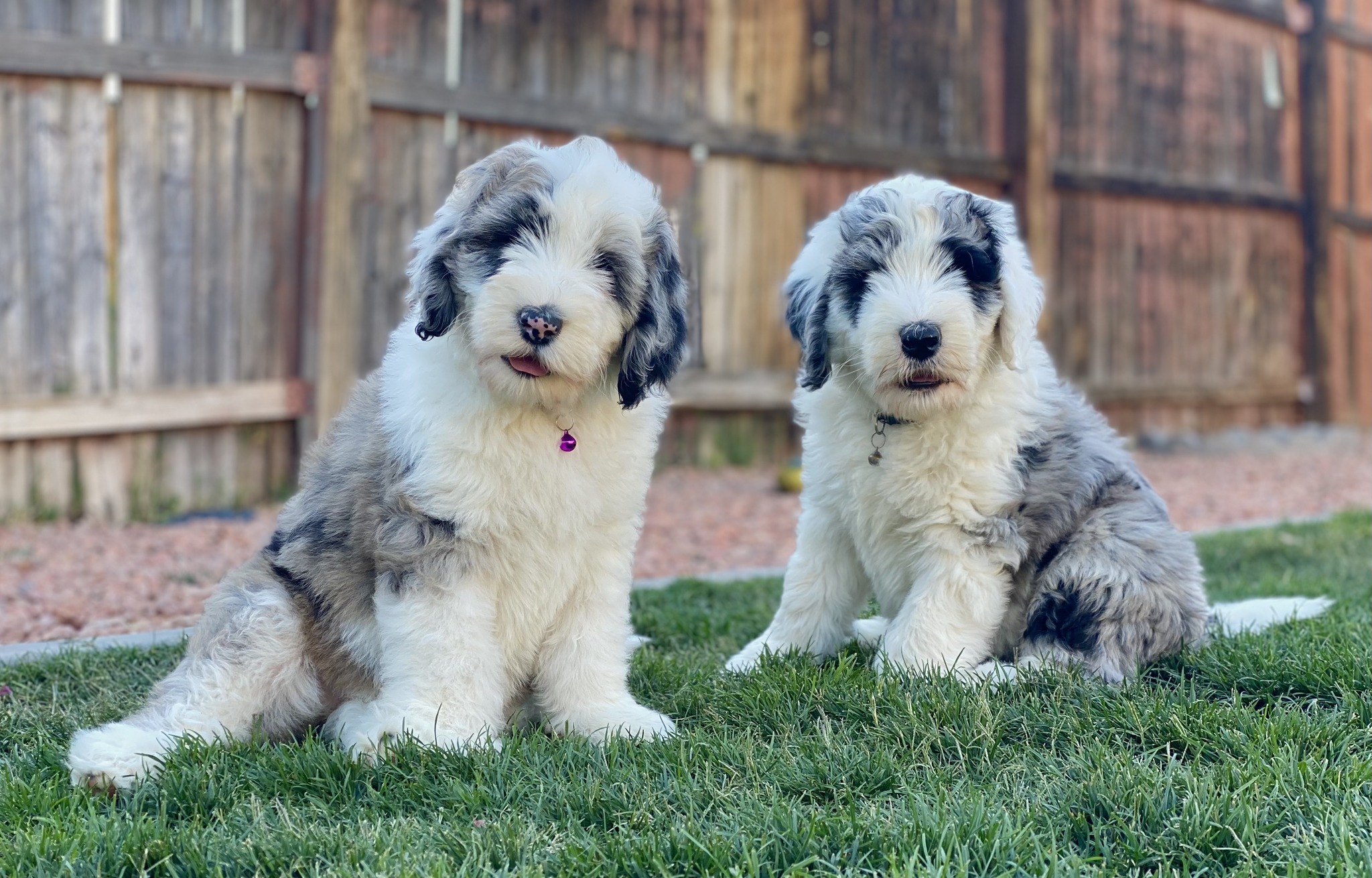 Wild West Sheepadoodles- Phoenix, Arizona Group | Facebook