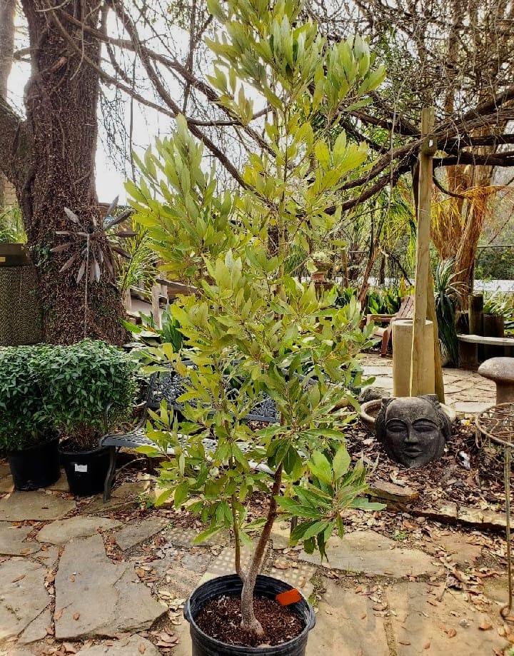 Maas Nursery - Persea Red Bay is an aromatic native... | Facebook