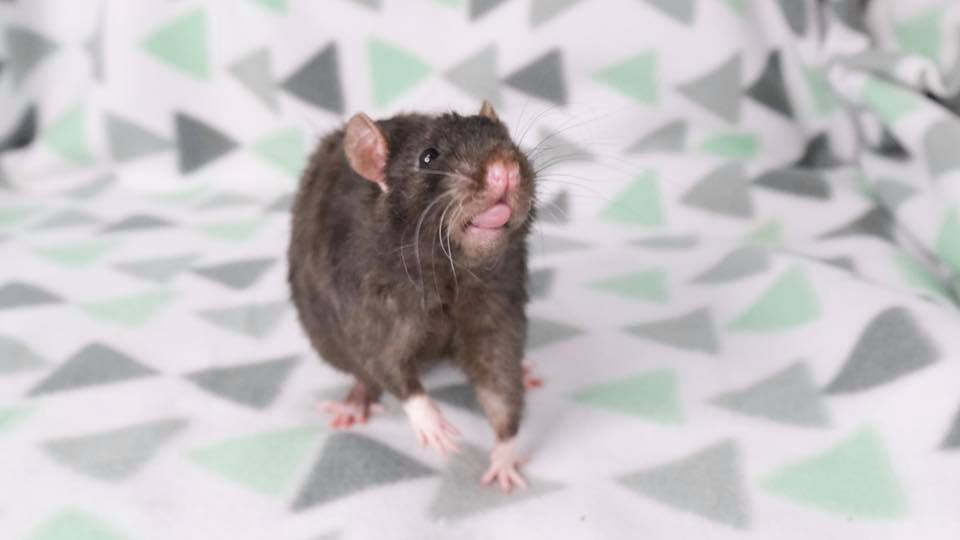 Wild Rose Rattery | Janesville WI