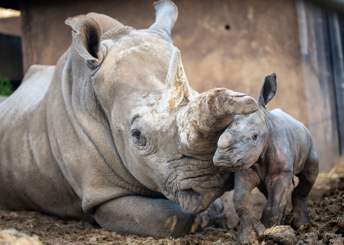Happy 3rd Birthday to Ian, our White Rhino. Here is the moment he