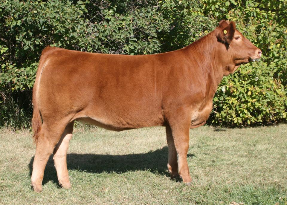 Golden Harvest Ranches - Limousin | Sherwood Park AB