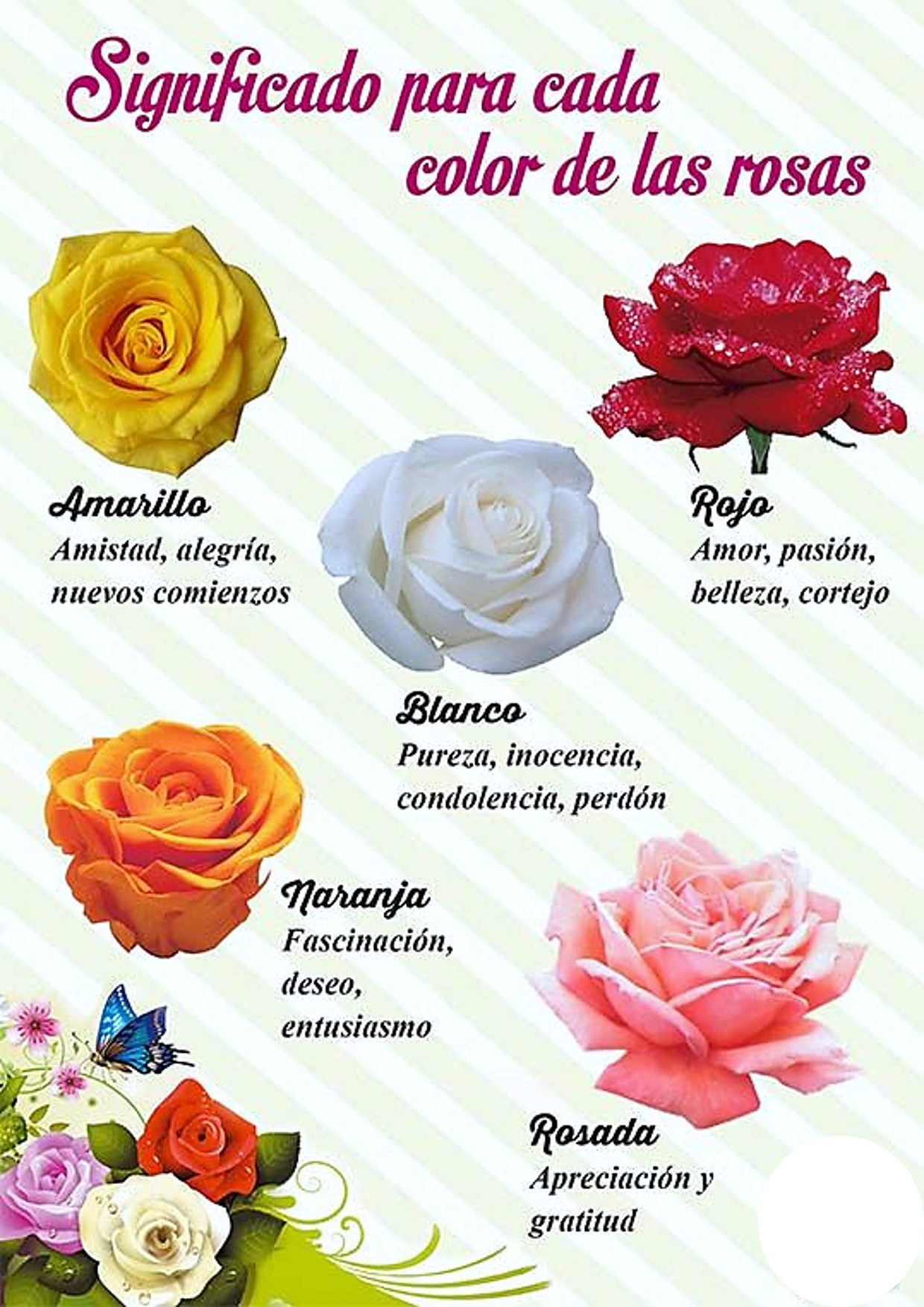 significado para cada color de rosas - El Huerto En CASA | Facebook