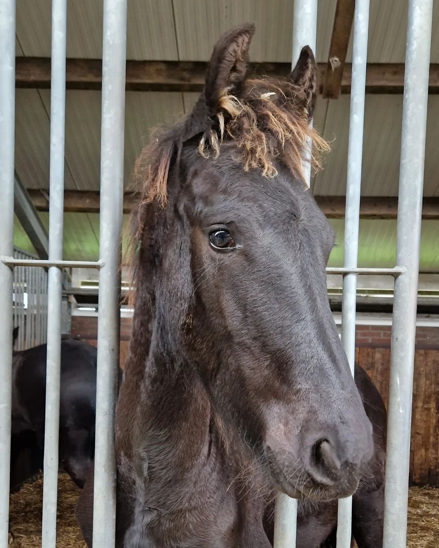Friesian-Horses - -Teije Rein- With it's beautiful...