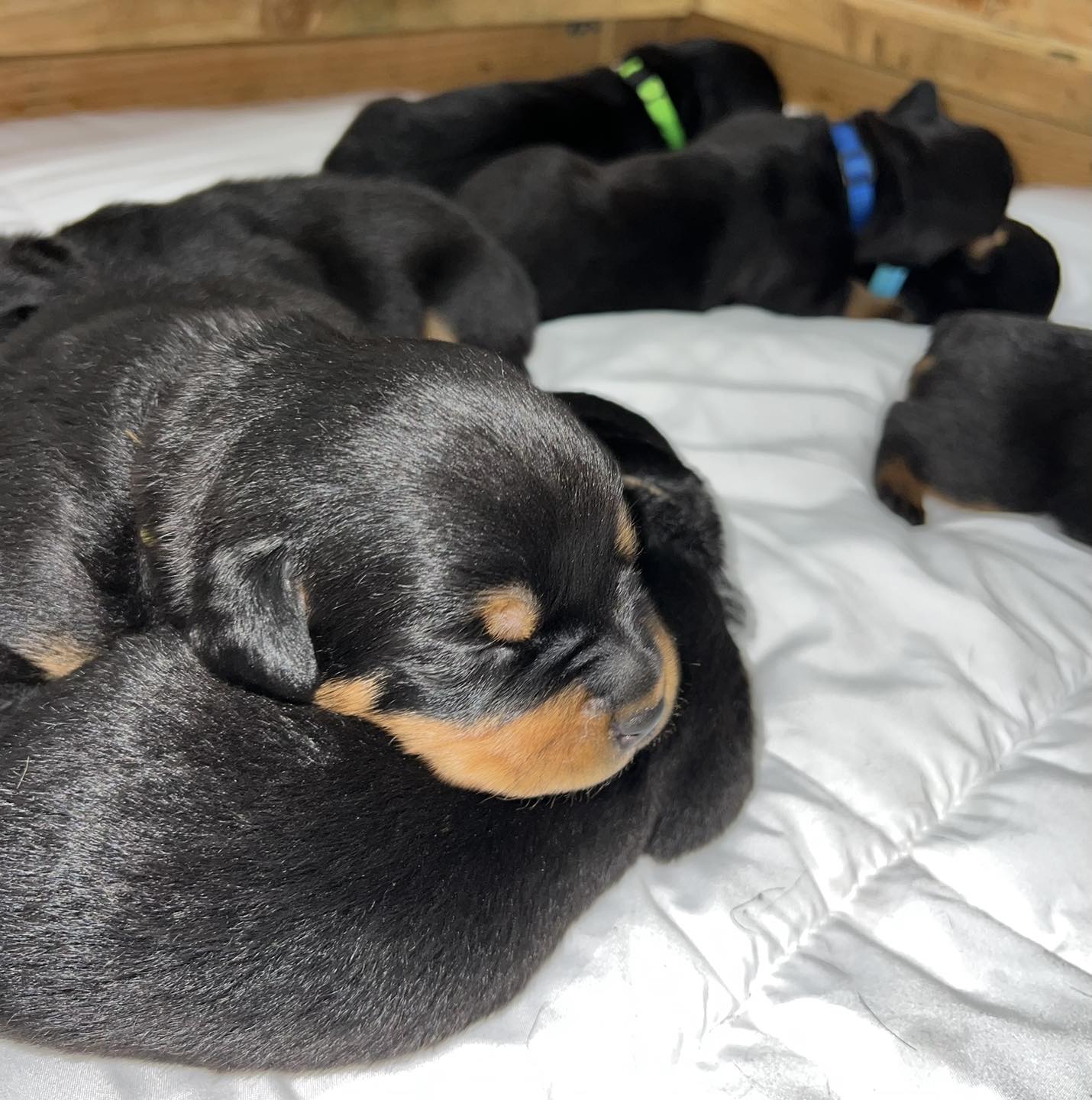 HB Rottweilers - HB Rottweilers added a new photo.