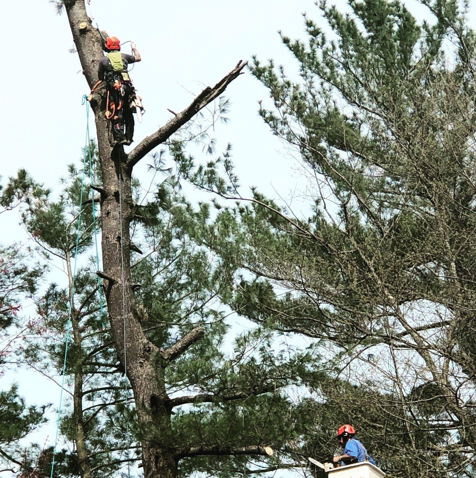 Riggs Tree Service, LLC. | Bryn Mawr PA
