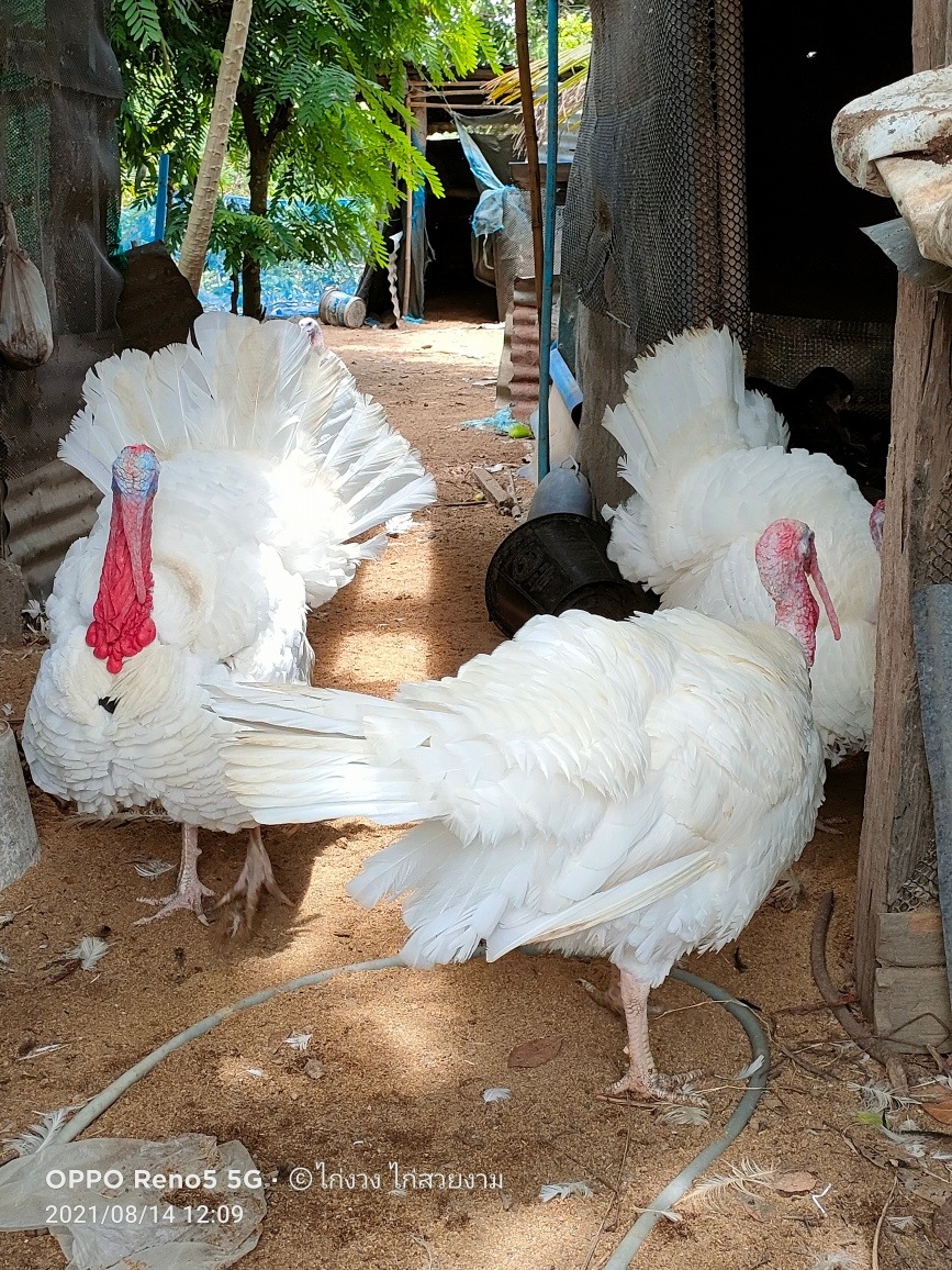 ไก่งวง ไก่สวยงาม